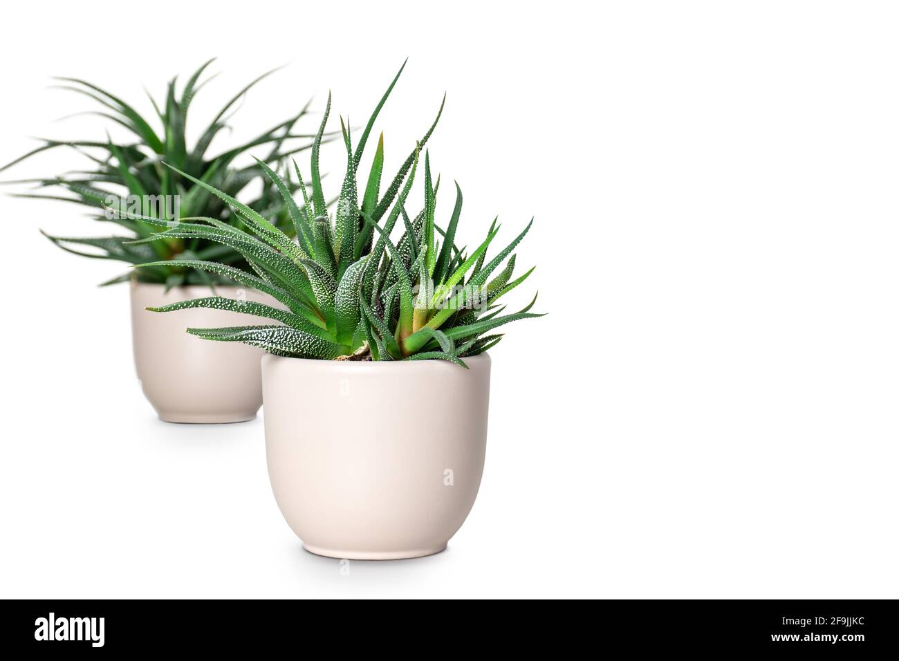 Zwei Sukkulenten im Topf isoliert auf weiß. Stockfoto