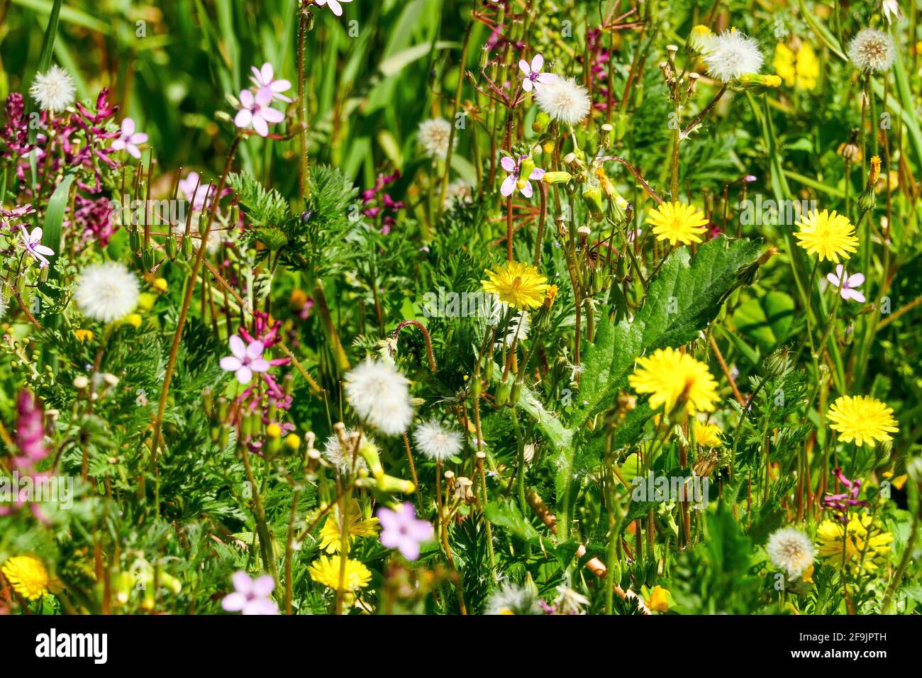 Wilde Blumen, Lyon, Frankreich Stockfoto