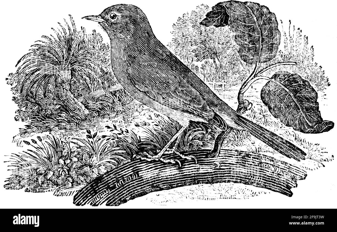 Ein Vogel, der von Thomas Bewick aus 'The History of British Birds' von graviert wurde Stockfoto