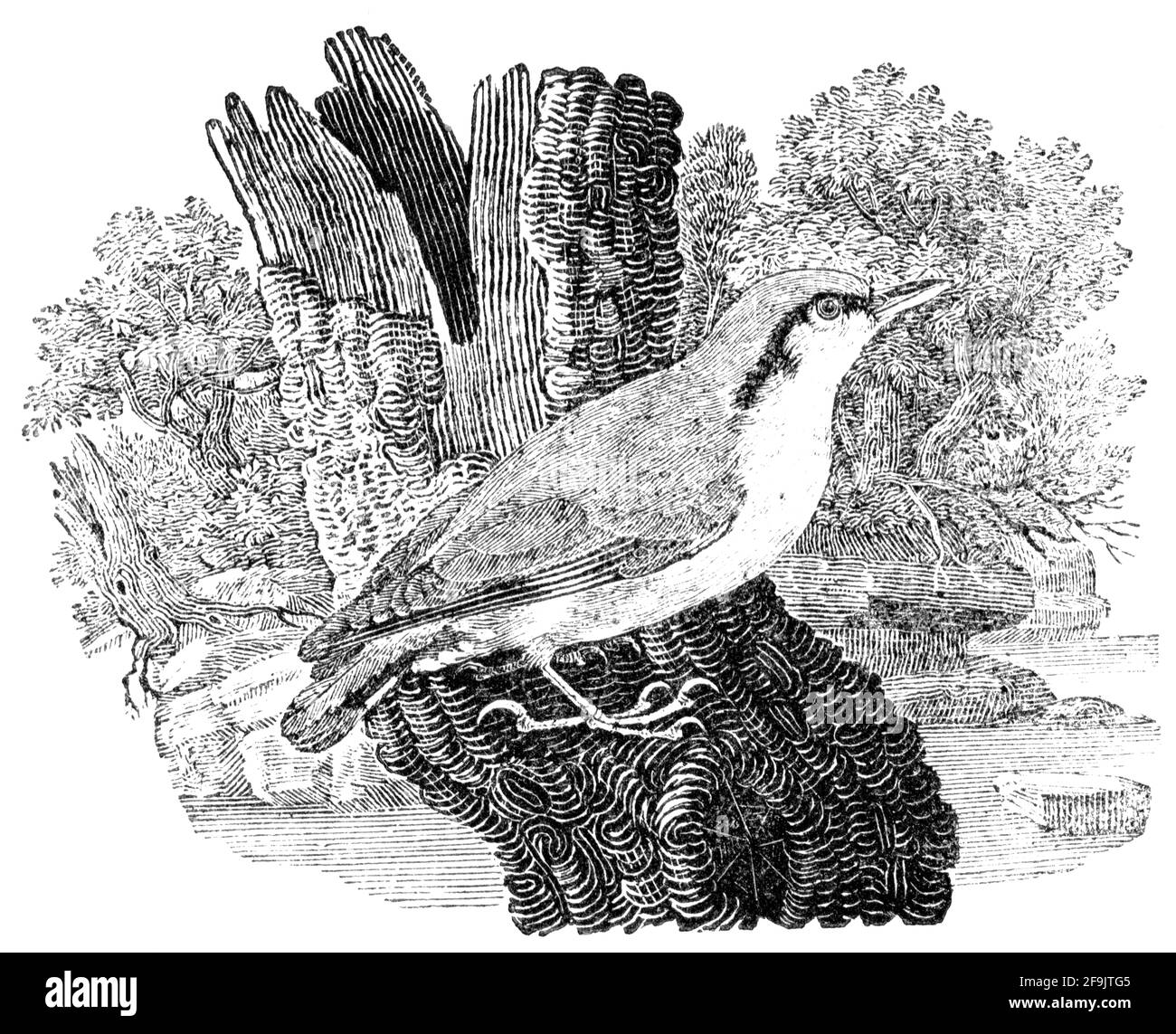 Ein Vogel, der von Thomas Bewick aus 'The History of British Birds' von graviert wurde Stockfoto