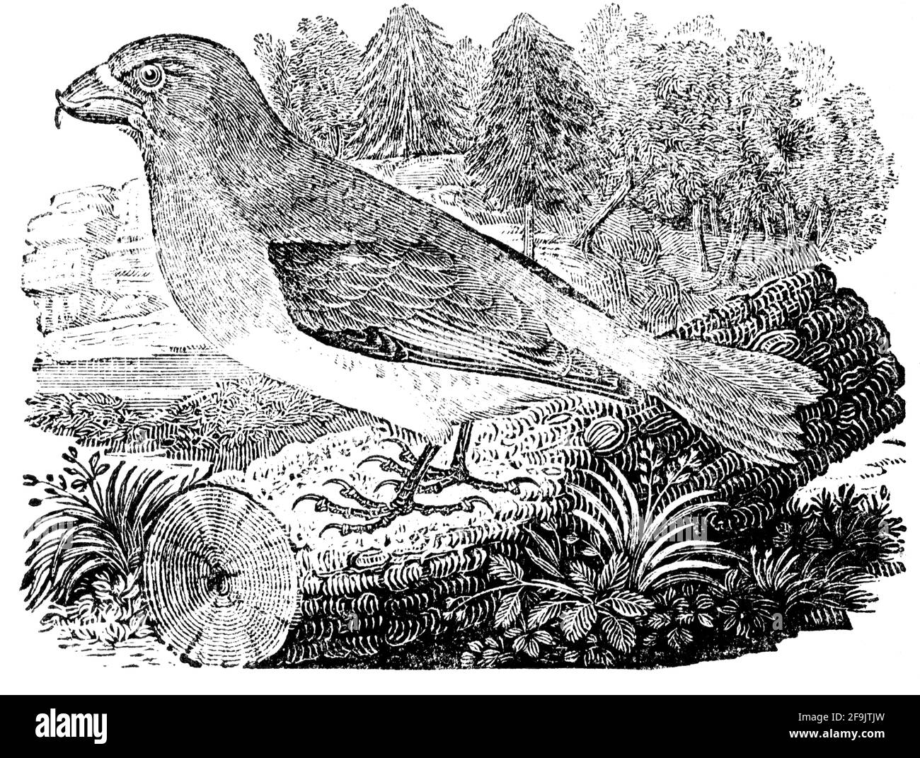 Ein Vogel, der von Thomas Bewick aus 'The History of British Birds' von graviert wurde Stockfoto