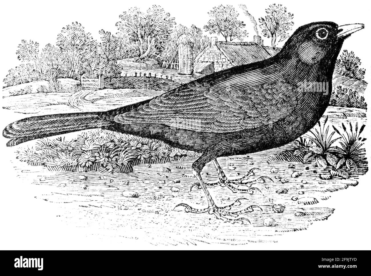 Ein Vogel, der von Thomas Bewick aus 'The History of British Birds' von graviert wurde Stockfoto