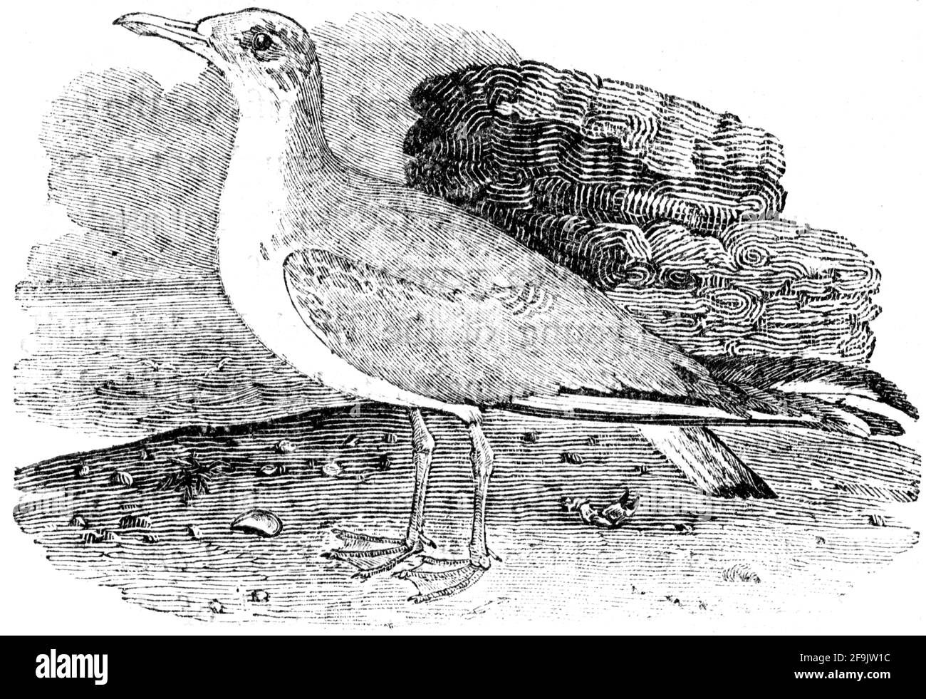 Ein Vogel, der von Thomas Bewick aus 'The History of British Birds' von graviert wurde Stockfoto