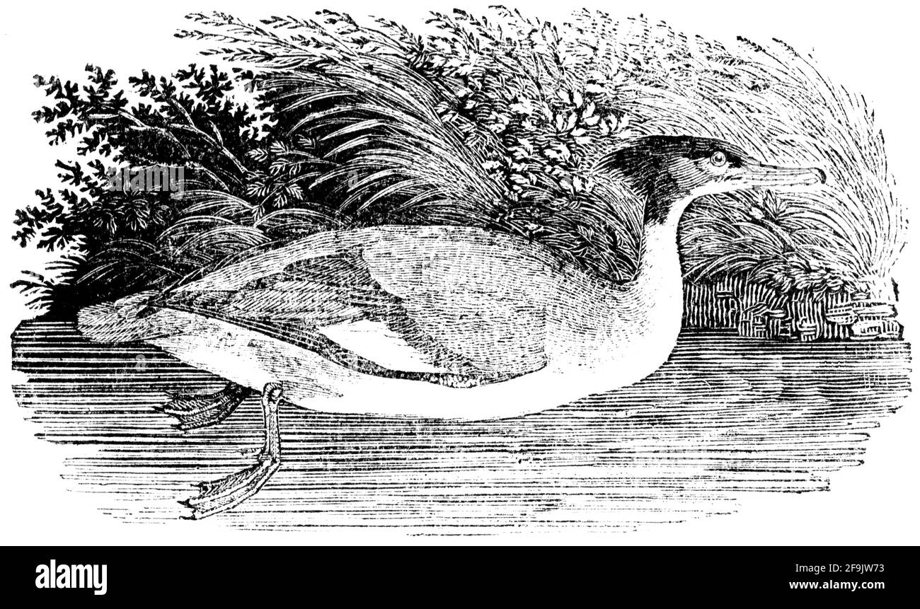 Ein Vogel, der von Thomas Bewick aus 'The History of British Birds' von graviert wurde Stockfoto