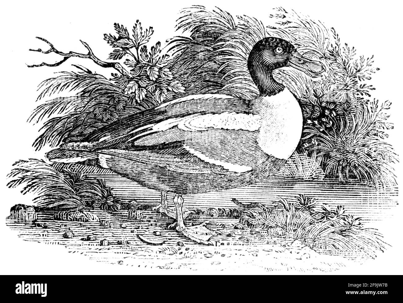 Ein Vogel, der von Thomas Bewick aus 'The History of British Birds' von graviert wurde Stockfoto