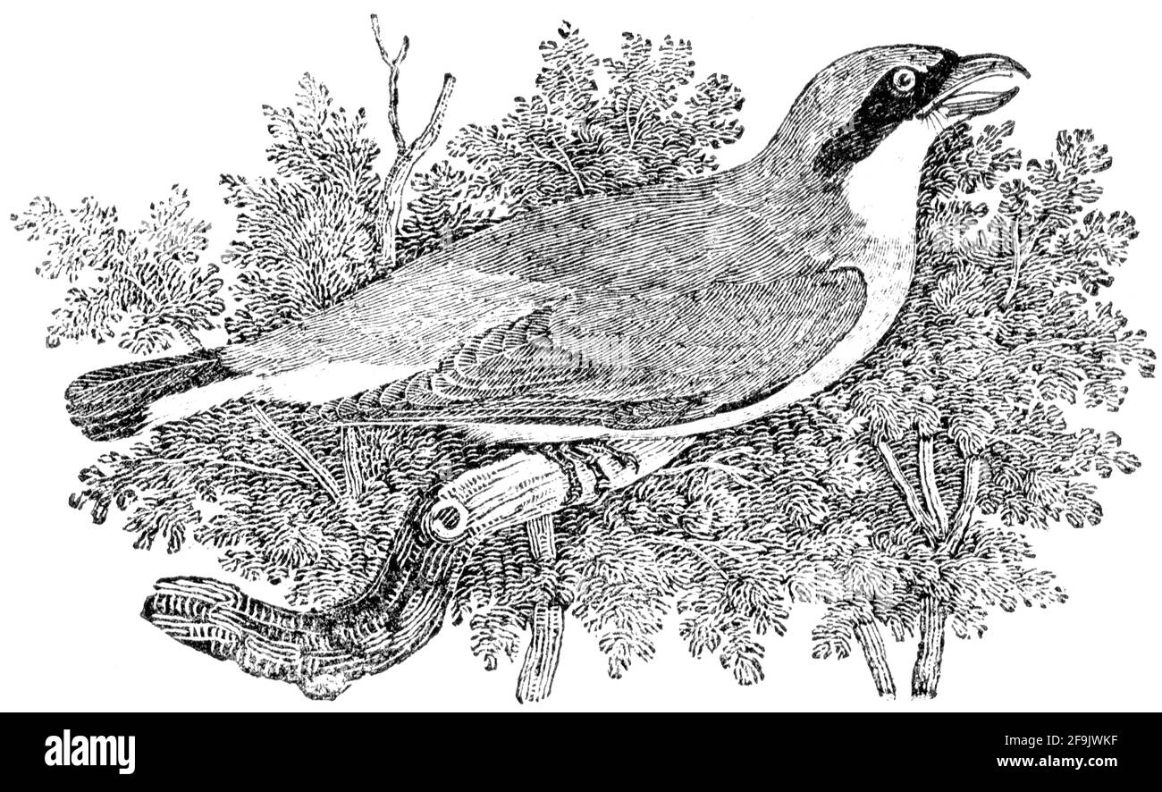 Ein Vogel, der von Thomas Bewick aus 'The History of British Birds' von graviert wurde Stockfoto