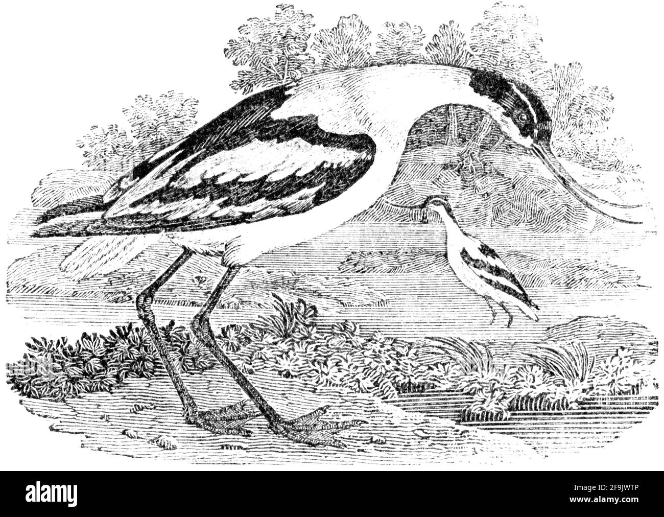 Ein Vogel, der von Thomas Bewick aus 'The History of British Birds' von graviert wurde Stockfoto
