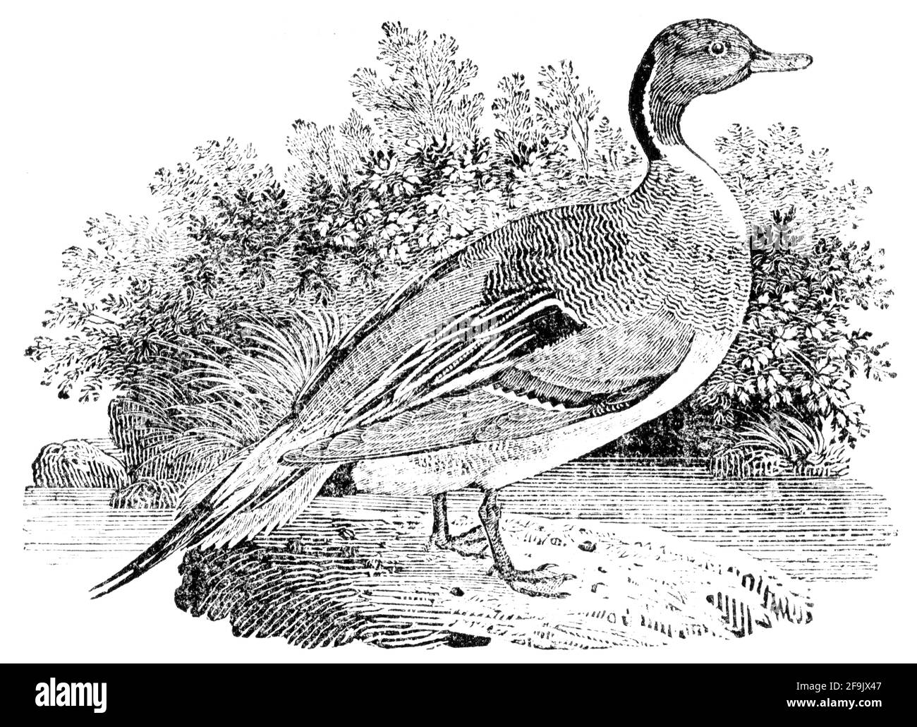 Ein Vogel, der von Thomas Bewick aus 'The History of British Birds' von graviert wurde Stockfoto