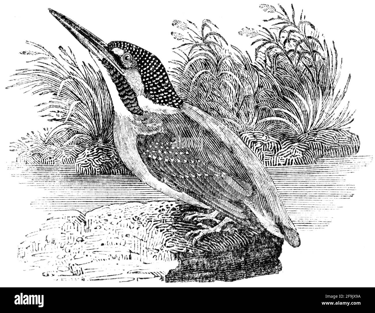 Ein Vogel, der von Thomas Bewick aus 'The History of British Birds' von graviert wurde Stockfoto