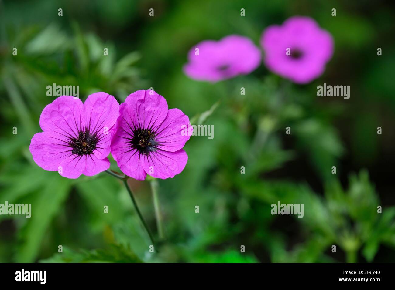 Geranium „Ann Folkard“. Cranesbill „Ann Folkard“. Lila Blüten mit schwarzen Augen und Adern Stockfoto