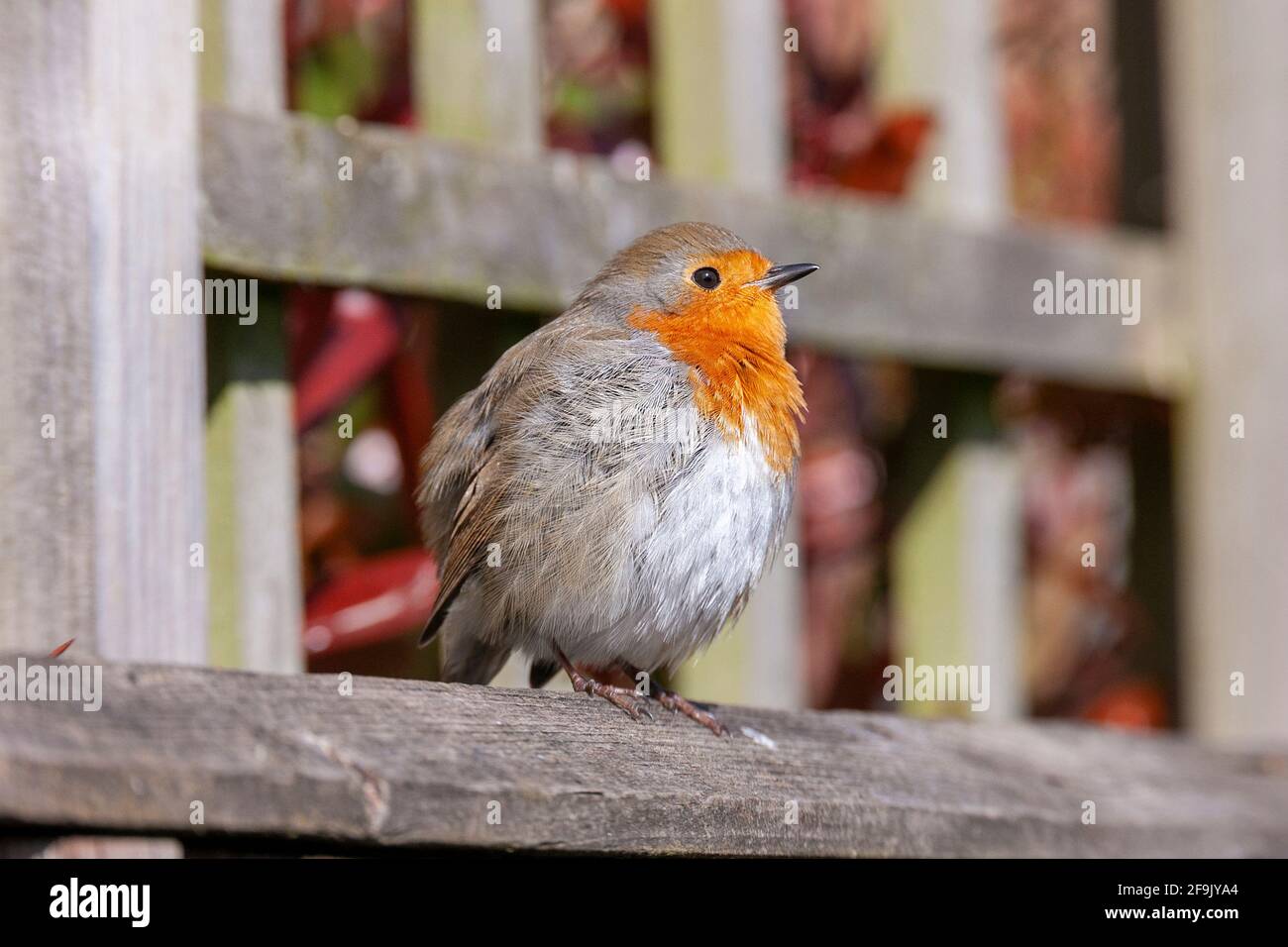 Robin. Erithacus rubecula (Turdidae) auf einem Holzzaun Inn ein Garten, Northampton, England, Großbritannien. Stockfoto