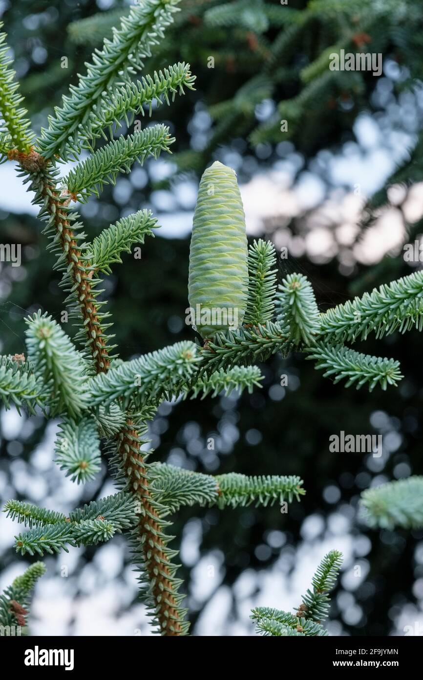 Weiblicher Kegel von Abies pinsapo var. marocana, marokkanische Tanne Stockfoto