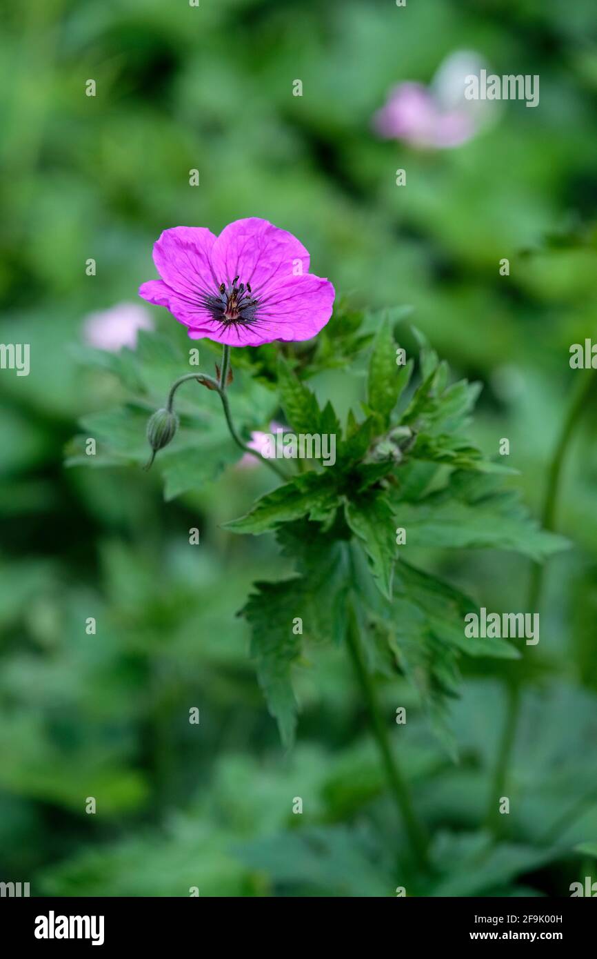 Geranium „Ann Folkard“. Cranesbill „Ann Folkard“. Lila Blüten mit schwarzen Augen und Adern Stockfoto