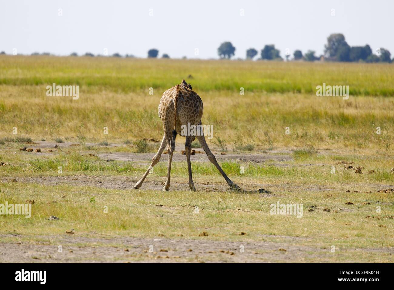 Giraffe gebückt beim Wasser Trinken Stockfoto