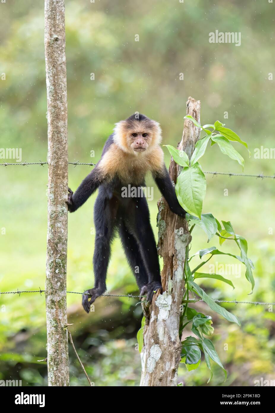 Weißgesichtiger Kapuzineraffe, der auf einem Ast im tropischen Dschungel Costa Ricas steht Stockfoto