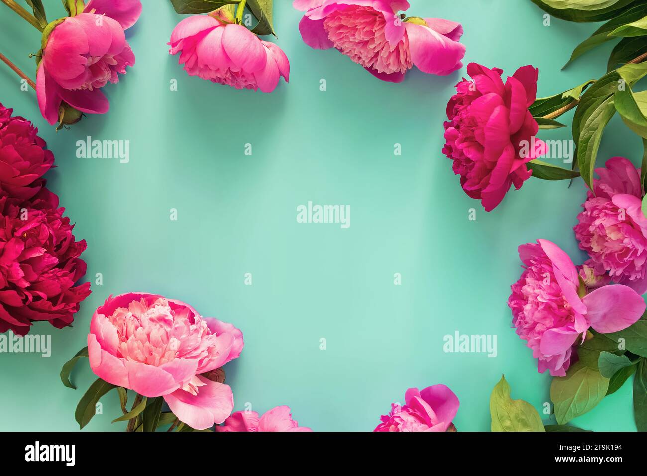Rahmen aus schönen rosa Pfingstrosen auf blauem Hintergrund. Stockfoto