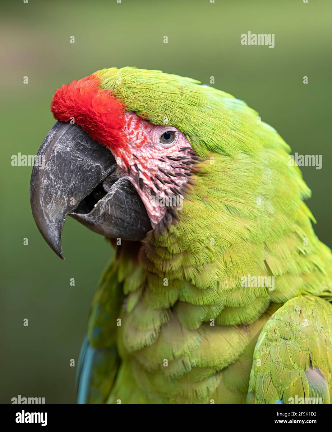 Großer grüner Ara thront auf einem Zweig im tropischen Dschungel von Costa Rica Stockfoto