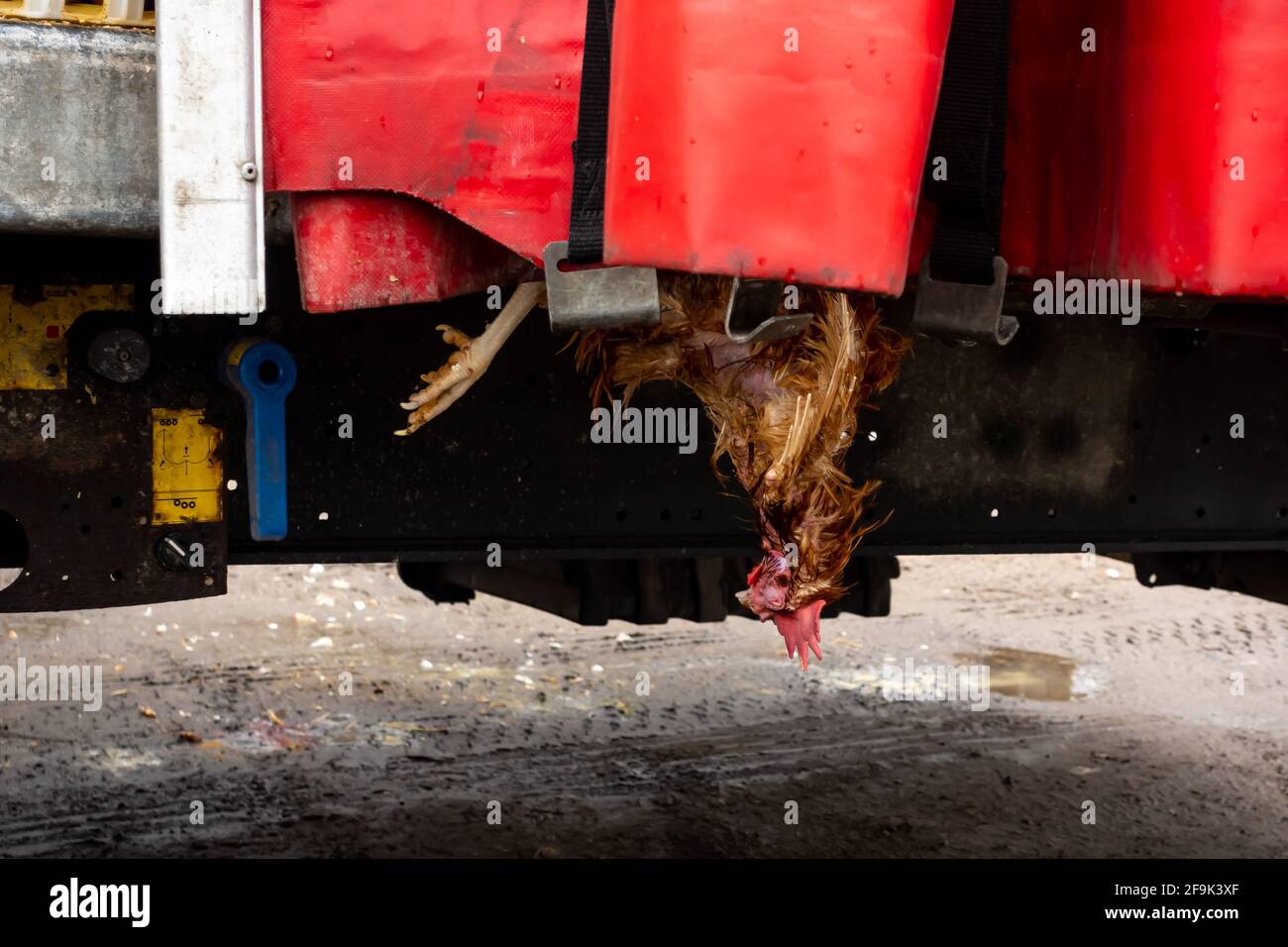 Hühner wurden während des Transports zum Schlachthof in Kunststoffkisten verpackt. Eine Nahaufnahme einer Box, die das Leiden der Tiere zeigt Stockfoto