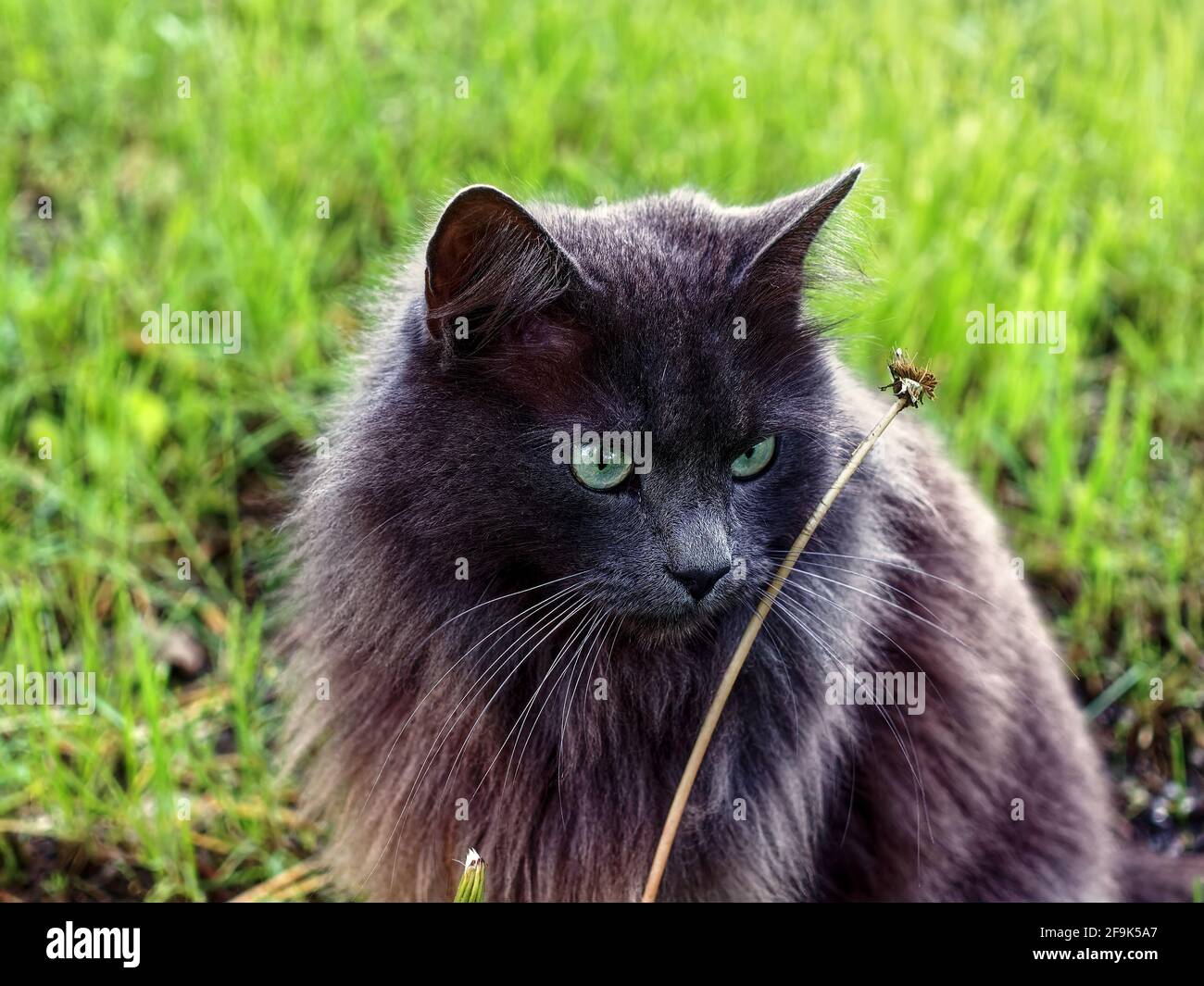 Dunkle flauschige Katze sitzt im Gras, Sommer Stockfoto