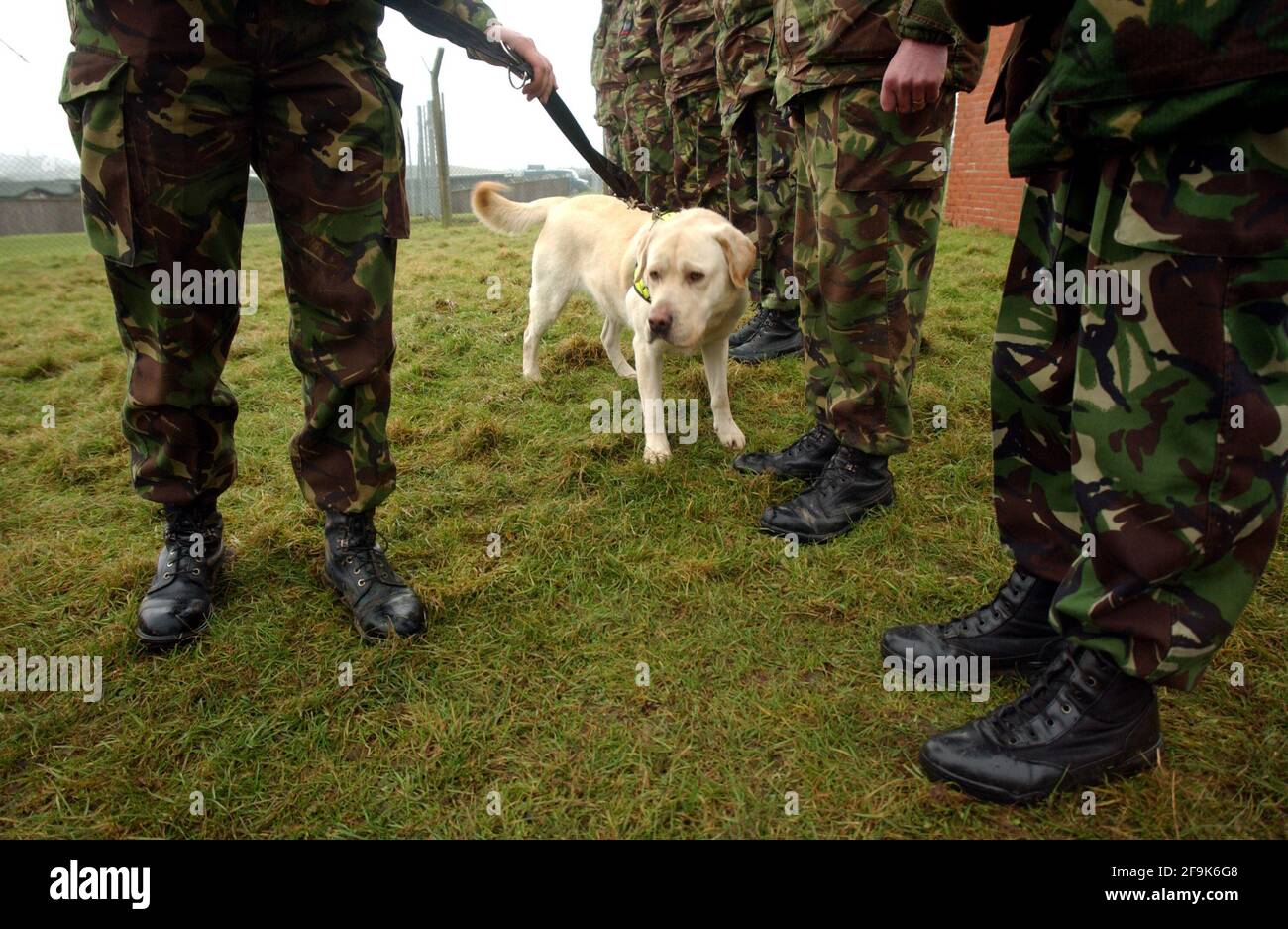 DUKE , EIN LABRADOR, DIE AUSBILDUNG FÜR DIE SUCHE NACH SPRENGSTOFF MIT DER ARMEE IN MELTON MOWBURY. 10/1/02 PILSTONgeparkt von jv 11.1.02 Stockfoto