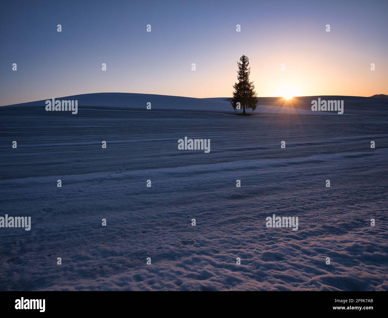 Sonnenuntergang und „Weihnachtsbaum“ in Biei Town, Hokkaido, Japan Stockfoto