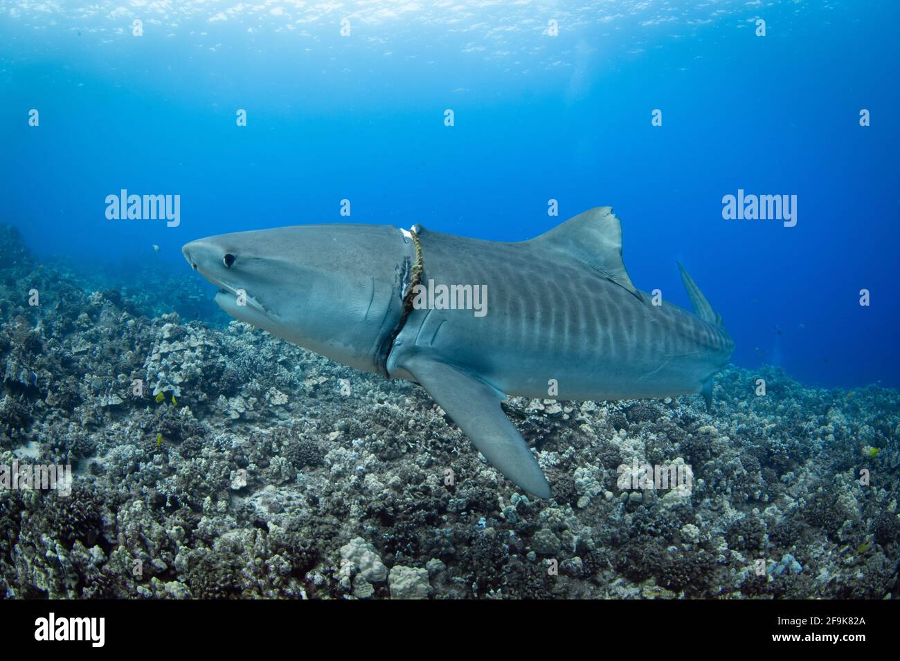 Das enge Seil verursachte tiefe Stelzen in der Haut des Hais. HAWAII, USA: DIESER HAI mit einer SCHLINGE um den Hals wurde von einer besorgten Photographe entdeckt Stockfoto