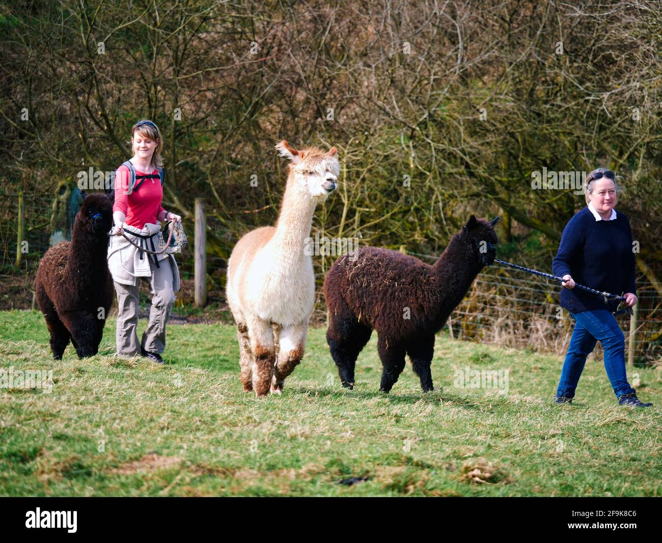 Alpaca Trekking im Peak District National Park, Harewood House Farm, Holymoorside in der Nähe von Chatsworth House, Derbyshire, Großbritannien Stockfoto