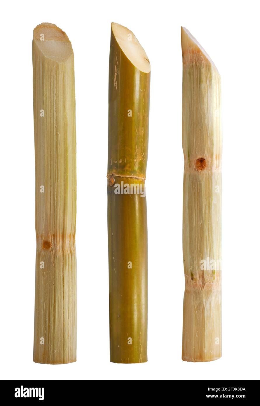 Einzelnes Objekt aus Zuckerrohr isoliert auf weißem Hintergrund Stockfoto