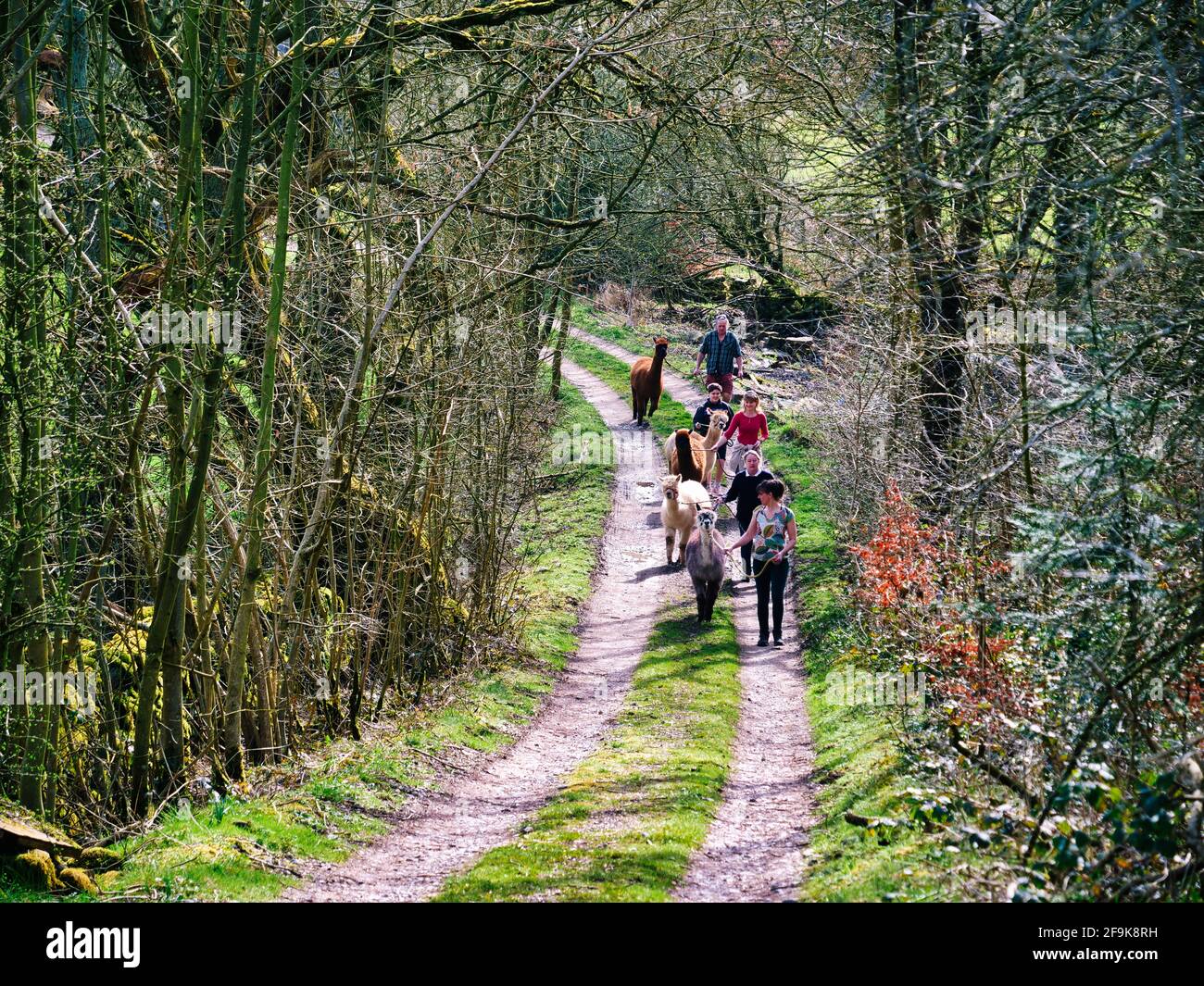 Alpaca Trekking im Peak District National Park, Harewood House Farm, Holymoorside in der Nähe von Chatsworth House, Derbyshire, Großbritannien Stockfoto