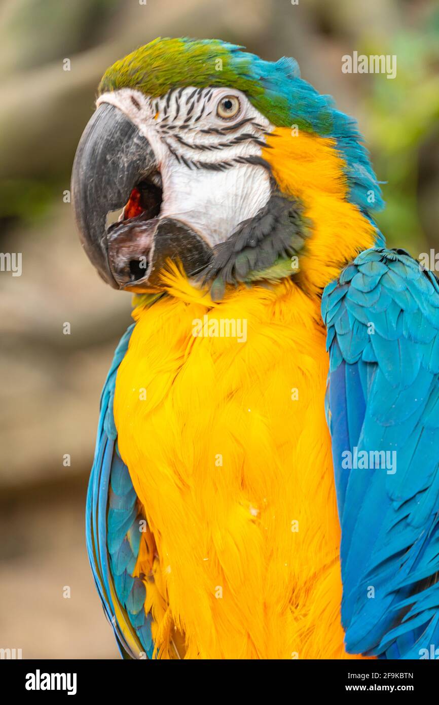 Großer Ara-Papagei mit riesigem Schnabel öffnete seinen Schnabel und macht  Geräusche. Blau-gelber Ara-Papagei aus der Nähe Stockfotografie - Alamy