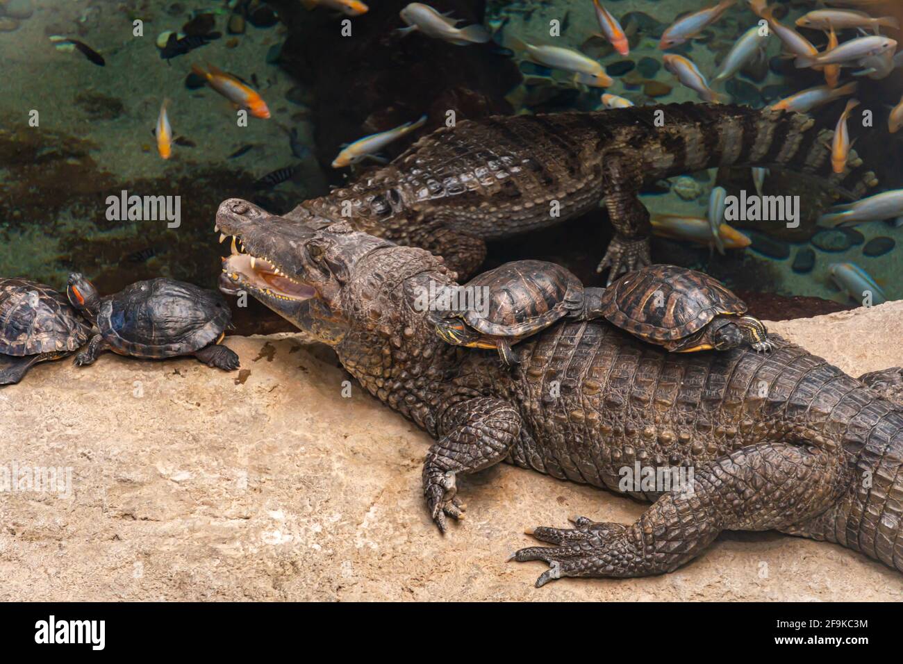 Schwarzes Krokodil und Schildkröten sitzen auf ihm in der Nähe eines Teiches, in dem Goldfische schwimmen, tropisches Grundstück Stockfoto