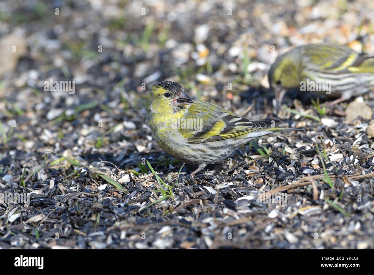 Der Kiefer-Siskin-Vogel, der Samen frisst, rackt vom Boden Stockfoto