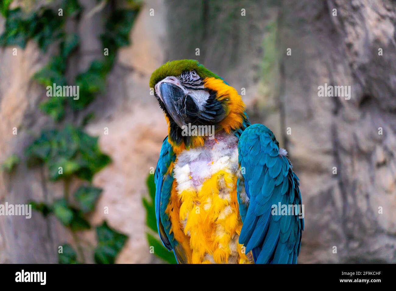 Blauer und gelber Ara-Papagei mit einem riesigen Schnabel Mit gezupften Federn auf der Brust auf Dschungelhintergrund Stockfoto