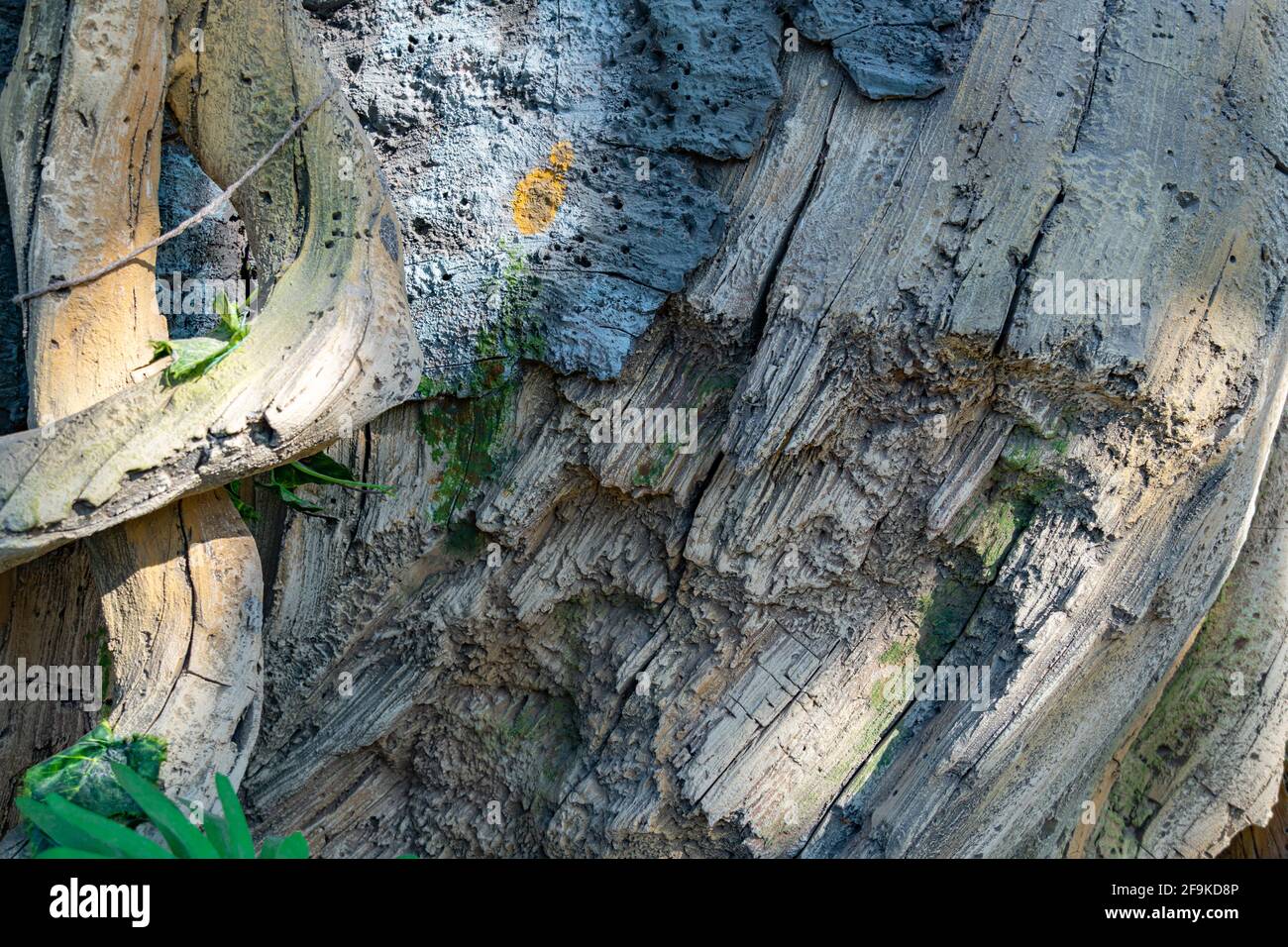 Tropischer Hintergrund, Dschungelstruktur und Steingestein mit Lianen im Regenwald mit Moos Stockfoto