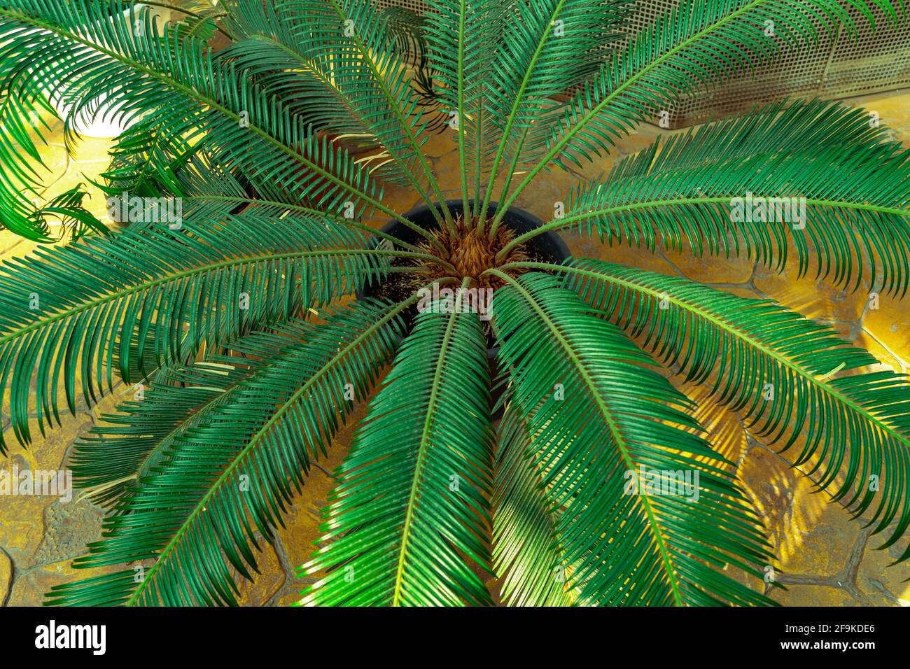 Hintergrund Palmenzweige mit grünen Blättern Nahaufnahme und Sonnenlicht. Grüne Tropenstruktur Stockfoto