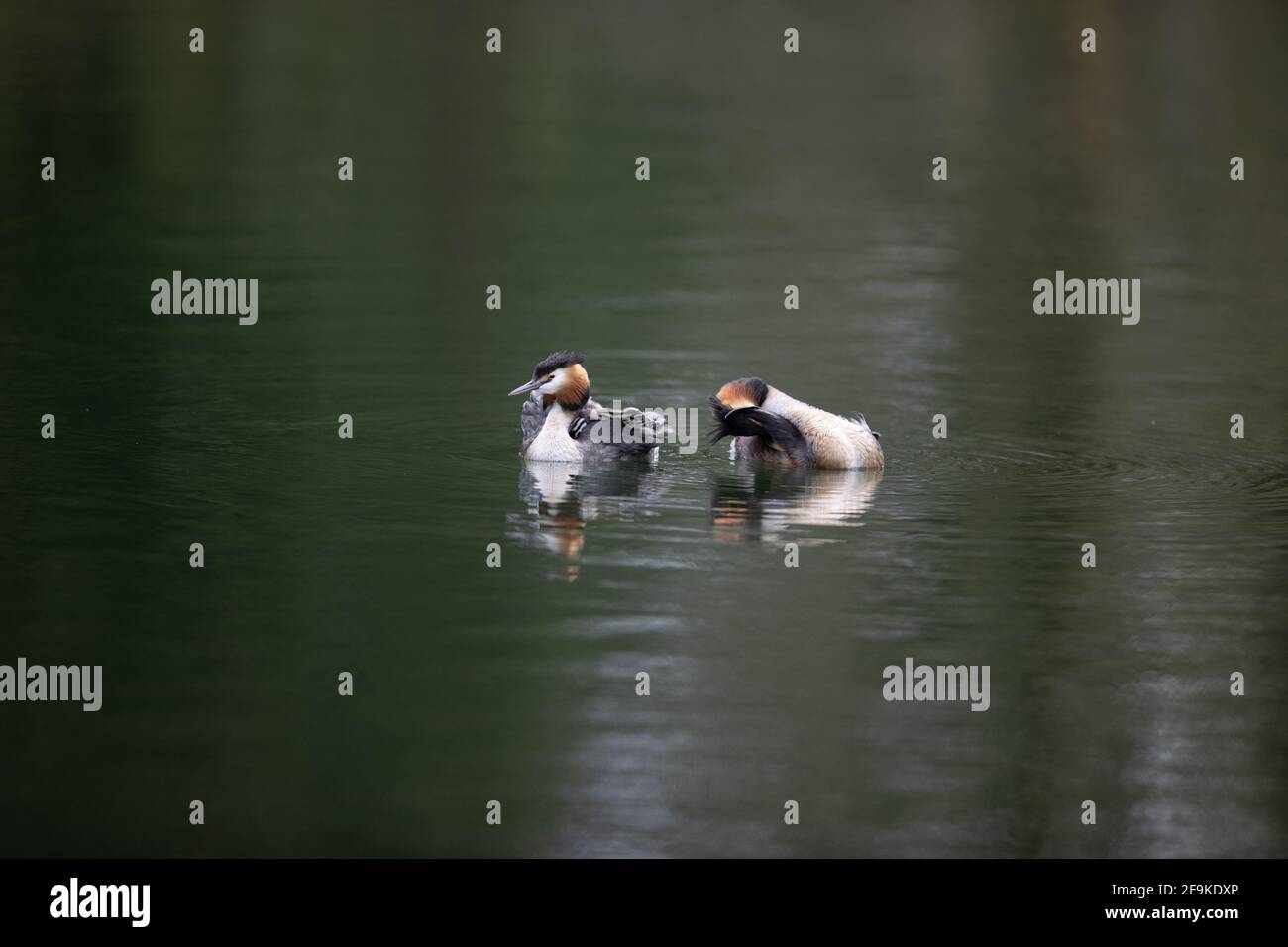 Große Crested Grebe auf Wasser Fütterung jung Stockfoto