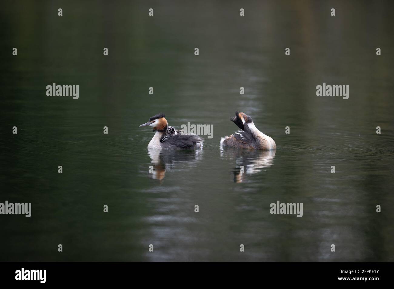 Große Crested Grebe auf Wasser Fütterung jung Stockfoto