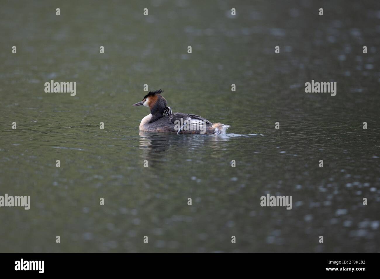 Große Crested Grebe auf Wasser Fütterung jung Stockfoto