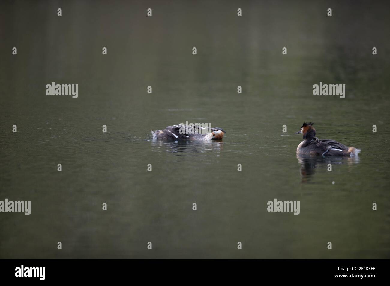 Große Crested Grebe auf Wasser Fütterung jung Stockfoto