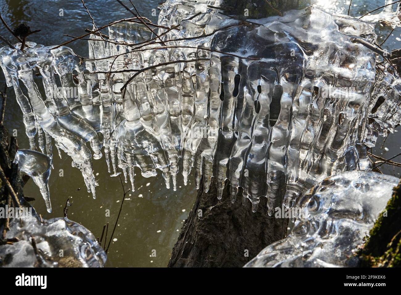 Bizarre Eisbildung am Stamm einer Weißen (Salix), Eiszapfen, durch absinkendes Hochwasser entstanden, Fluß Wetter, Wetterau, Ossenheim, Hessen Stockfoto