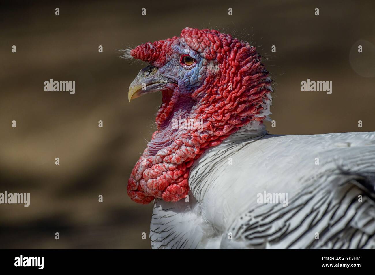 Nahaufnahme eines Putenvogels - Meleagris galopavo - Nahaufnahme einer Königlichen Palme türkei - dekorative Nahaufnahme der heimischen türkei Stockfoto