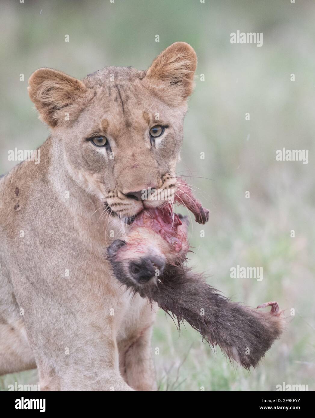 Die Löwen genossen beide Affen als schnellen Snack. ZIMANGA PRIVATES WILDRESERVAT, SÜDAFRIKA: SEHEN SIE DEN Moment, in dem sich ein kleiner AFFE an seiner toten MUTTER klammerte Stockfoto