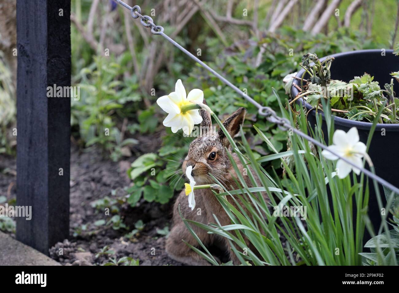 Ein junger brauner Hase Leveret (Lepus capensis) schnüffelt eine Narzissenblume in einer Gartenumgebung, Teesdale, Großbritannien Stockfoto