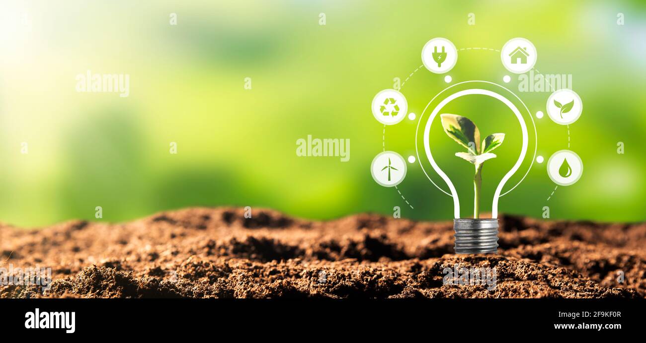 Umweltschutz, erneuerbare, nachhaltige Energiequellen. Pflanze wächst in der Glühbirne Konzept Stockfoto