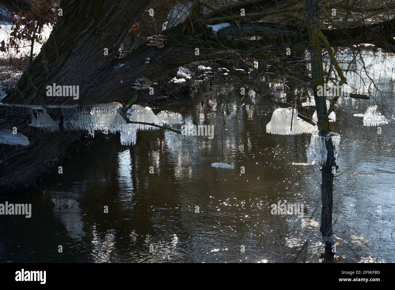 Bizarre Eisbildung am Stamm einer Weißen (Salix), Eiszapfen, durch absinkendes Hochwasser entstanden, Fluß Wetter, Wetterau, Ossenheim, Hessen Stockfoto