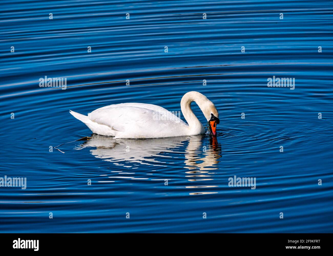 Ein männlicher stummer Schwan (Cygnus olor), der in einem Reservoir bei Sonnenschein schwimmt und kreisförmige Wasserwellen erzeugt, Schottland, Großbritannien Stockfoto