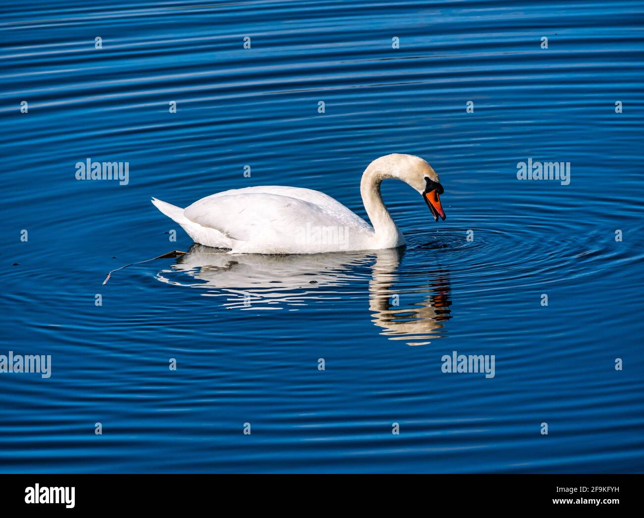 Ein männlicher stummer Schwan (Cygnus olor), der in einem Reservoir bei Sonnenschein schwimmt und kreisförmige Wasserwellen erzeugt, Schottland, Großbritannien Stockfoto