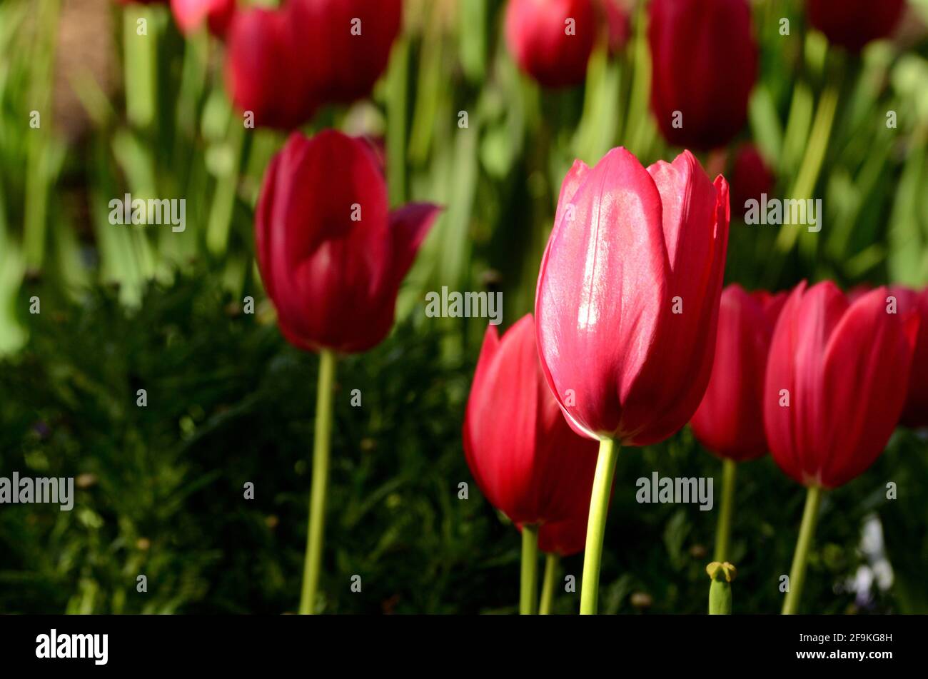 Tulpenstudie, Schönheit liegt im Auge des Betrachters, diese fuchsiafarbene Blüte wird von der Sonne präsentiert und geküsst, mit Schwesterblumen, die sie unterstützen. Stockfoto