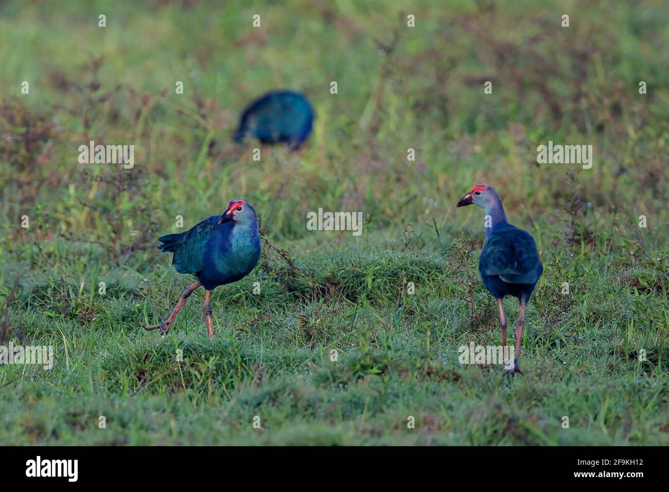 Graukopfswamphen, Porphyrio poliocephalus, drei Erwachsene, die in kurzer Vegetation spazieren, Sri Lanka Stockfoto