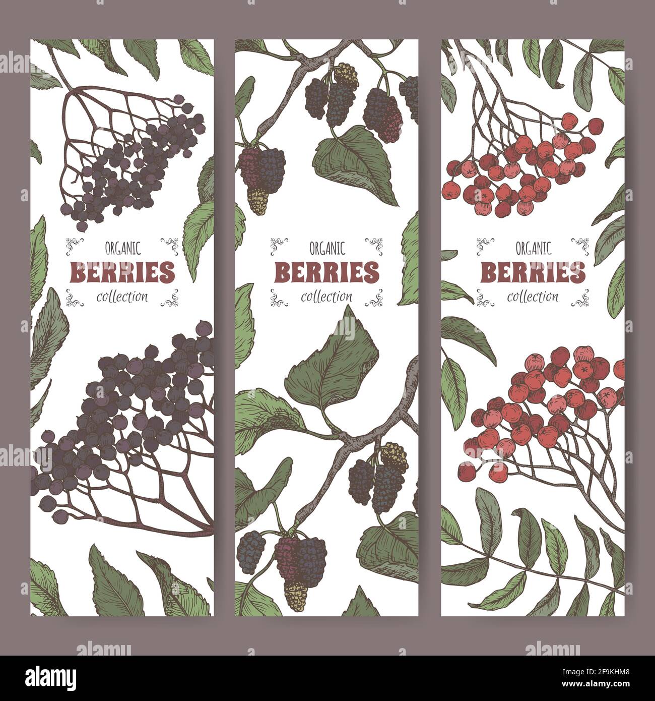 Set aus drei Etiketten mit Sambucus, Rowan und Mulberry-Farbskizze. Berry Fruits Serie. Stock Vektor